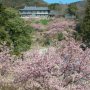 【雨引観音】続いて向かったのは筑波山から20キロほどの位置にある桜川市の雨引観音 敷地内に植えられた河津桜が綺麗です