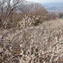 【筑波山梅林2020】展望デッキの上に更に脚立を立てて白梅を俯瞰してみる～ 今日は遠くの空が霞んでいて平地の様子はあんまり良く見えなかった