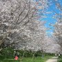 【権現堂公園の桜2020】近年になって整備された遊歩道沿いの桜並木が綺麗♪