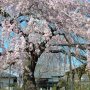 【長福寺の桜2020】境内には立派な枝垂れ桜が鎮座しています 小さなお寺ですが年々ここの桜も知名度が上がってきたようでたくさんのお客さんがいらっしゃいました