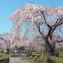 【長福寺の桜2020】続いてやってきたのは栃木市の長福寺です