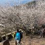 【筑波山梅林2020】それでは斜面を登ってみましょう うん、完璧に登山ですｗ 健脚な方向けのスポットですな