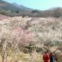 【筑波山梅林2020】筑波山の麓を真っ白に染め上げる白梅が･:*:･(*´∀｀*)ｷﾚｲ･:*:･ 