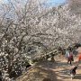 【筑波山梅林2020】わんわんも登ってくるｗ Uo･ｪ･oU