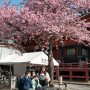 【雨引観音】桜の下は記念撮影スポットです♪