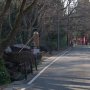 【筑波山梅林2020】例年は露店が立ち並ぶ歩道も今年は寂しい限り・・・ ここまで自粛する必要があるんですかね(絶望)