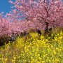 【まつだ桜まつり】マジこれ山の上なの？って思う事うけあい これはここまで登ってこないのはホントもったいないわ