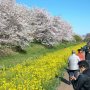 【権現堂公園の桜2020】今年は名物になっている広大な菜の花畑とは別に桜堤の土手に沿って一直線に菜の花が植えられています