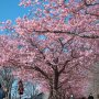 【宇都宮城址公園の河津桜】街中の公園とあってワンコ連れの方もたくさんいらっしゃいました
