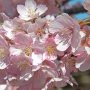 【いせさき市民のもり公園】開花の進んだ木は早くも満開！！ ･:*:･(*´∀｀*)ｷﾚｲｰ･:*:･