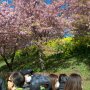 【まつだ桜まつり】菜の花も彩りを添えてくれます