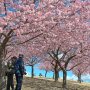 【いせさき市民のもり公園】ここの河津桜は小高い丘の上に植えられています 景観も見晴らしも良く最高でーす