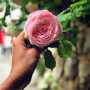 But he who dares not grasp the thorn, should never crave the rose. 🌹