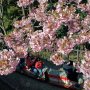 【まつだ桜まつり】桜のトンネルを駆け抜けるふるさと鉄道のロマンスカー