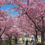 【宇都宮城址公園の河津桜 その弐】ピンク色の河津桜が青空に良く映えます なんだか今年は毎回撮影の時、お天気に恵まれすぎて怖いｗ