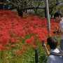 【権現堂の彼岸花2017】無料で見物できるとあってなかなかの人出 埼玉といえば日高市の巾着田が彼岸花の名所として有名ですがこちらもオススメです！ 