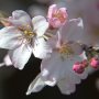 【太平山・太山寺の桜】7分咲きくらいになったでしょうか あと数日で満開ですね