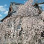 【佐野市・西光院の桜】境内にあるのはこれ一本だけですが境内南側から眺める枝垂れ桜は部分的に満開になっており見応えがあります