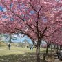 【宇都宮城址公園の河津桜 その弐】朝のうちは雨上がりという事でやや雲の多い天気でした