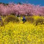 【まつだ桜まつり】あぐりパーク内は菜の花と桜のコラボが素晴らしい！！