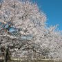 【天平の丘公園の桜2020】今日はやたらと風が強かったです 砂嵐の中、撮影してましたｗ