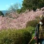 【まつだ桜まつり】あぐりパーク嵯峨山苑は標高250mほどに位置しているそうですが実に綺麗に整備されてますね 意外なほど歩きやすいｗ