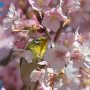 【いせさき市民のもり公園】小鳥さんを撮るには600mmくらいのレンズが欲しいっすｗ てか鳥さんフリーダムに動き回るのでそれに耐えられる集中力も欲しいｗ