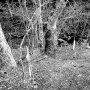 Labeled trees in Tomioka, Fukushima. The ribbons mark a decontaminated area. - Selecting photos for my book. Publication date: March 9