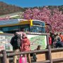 【まつだ桜まつり】西平畑公園の広場にやってきました ひっきりなしシャトルバスがやってきてはお客さんがどんどん増えていくという...ｗ