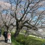 【権現堂公園の桜2020】続いては土手の上を歩いてみます 多くの桜の木が土手の歩道沿いに植えられているので花見のメイン会場はこちらと言っていいでしょう