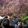 【まつだ桜まつり】ズラリと並ぶスマホの砲列ｗ