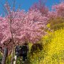 【まつだ桜まつり】こんな標高の高い場所に菜の花がびっしり植えられているとは...ｗ 300円払う価値はあるな