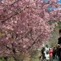 【まつだ桜まつり】河津桜は標高の高い場所に行くに従って綺麗になっている印象でした 思わず振り返ってしまうのも分かる♪