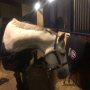 Vanochtend vroeg vertrokken naar Saumur waar Lacoste haar 1e hoog aangeschreven wedstrijd ( 4*L) gaat doen. Hopelijk doen we hier de juiste ervaring op voor later dit jaar in @militaryboekelo !

Voor onze Chinezen leerlingen de belangrijkste wedstrijd uit hun carrière; de 1e en enige mogelijkheid om met @teamchina een ticket te bemachtigen voor de Olympische Spelen van Tokio volgend jaar; ze zijn er klaar voor en alles is mogelijk!!! We gaan ervoor 💪🏻💪🏻