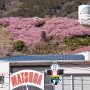 【まつだ桜まつり】駅のホームから望む松田山の中腹にある桜まつりの会場 駅からは1キロほどで予想はしたけど「ほぼ登山」でしたｗ