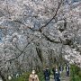 【権現堂公園の桜2020】土手の上で脚立に乗って撮影していると「なんだアイツはｗ」とちらちらこっちを見られている気が...ｗ ｿﾝﾅﾝ(ﾟεﾟ)ｷﾆｼﾅｲ!!