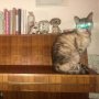 Meanwhile in #Wonderland.. I think I radiated my cat.