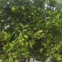 Citrus tree in Downtown Azusa (green)
.
.
.
#FMSPAD #FMS_green @fatmumslim #photoaday #photoadaychallenge