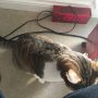 When you look down and find a cat licking the knee of your jeans... #PoppyIsWeird