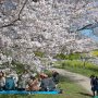 【権現堂公園の桜2020】と思ったらブルーシートを敷いて盛り上がっている人達がやっぱりいたｗｗｗ