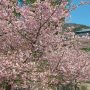 【雨引観音】河津桜が満開と言いたいところですがちとピークは過ぎてしまっているようですね 葉っぱが目立ち始めています・・・