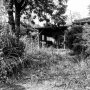 Nature on the winning team at the front lane of an abandoned house in Tomioka, Fukushima prefecture, Japan. - After I wrote my book ‘Het gevaar van angst - hypochonderen in Fukushima’ (dangers of fear- hypochondria in Fukushima) I’m visiting the affected zone of Fukushima prefecture for the fifth time. This time to make preparations for a new art project in the exclusion zone. Follow this account and/or my website for regular updates!