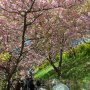 【まつだ桜まつり】桜のアーケードや！