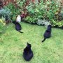 Some of the cats chat with a neighbour's cat behind the fence. 