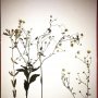 Process of making collages out of dried flowers picked in Okuma, Fukushima. - Soon on show at @torchgallery