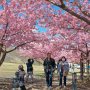 【宇都宮城址公園の河津桜 その弐】歩道に沿って植えられた桜がトンネルを形成しています
