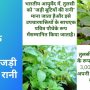 Basil In Hindi