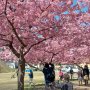 【宇都宮城址公園の河津桜 その弐】なぜ写真を撮るのか？ そこに桜があるからに決まってるじゃなイカ！