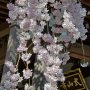 【太平山・太山寺の桜】境内に降り注ぐ桜のシャワーｗｗｗ