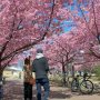 【宇都宮城址公園の河津桜 その弐】開花の遅れていた入り口付近の桜も見頃になりました！